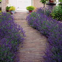 Lavendel blau (x2) - Bakker