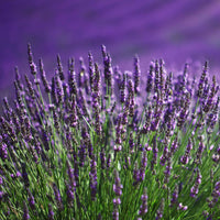 Lavendel blau (x2) - Lavandula angustifolia - Bakker