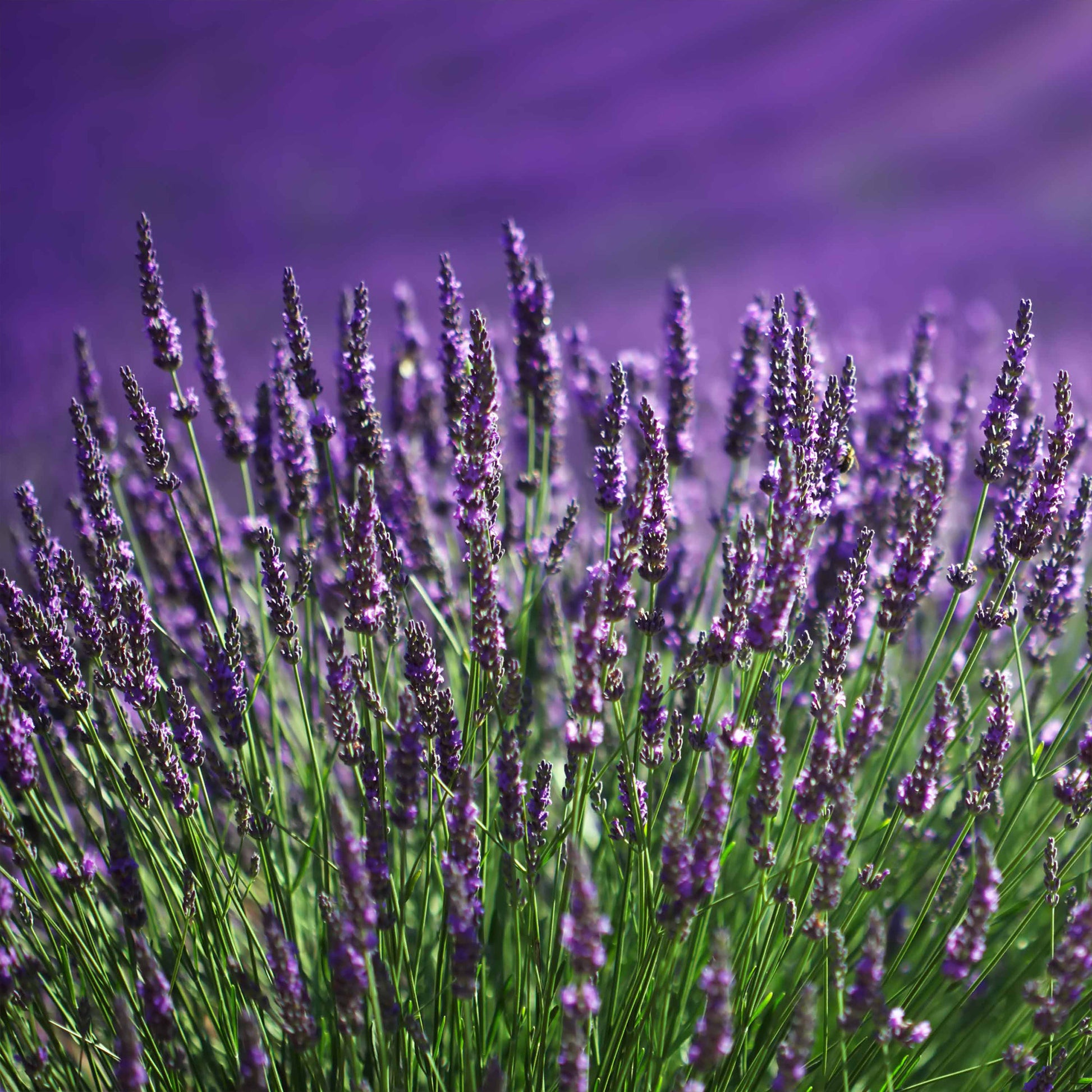 Lavendel blau (x2) - Lavandula angustifolia - Bakker