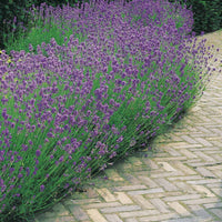 Lavendel - Lavendel blau (x2) - Lavandula angustifolia