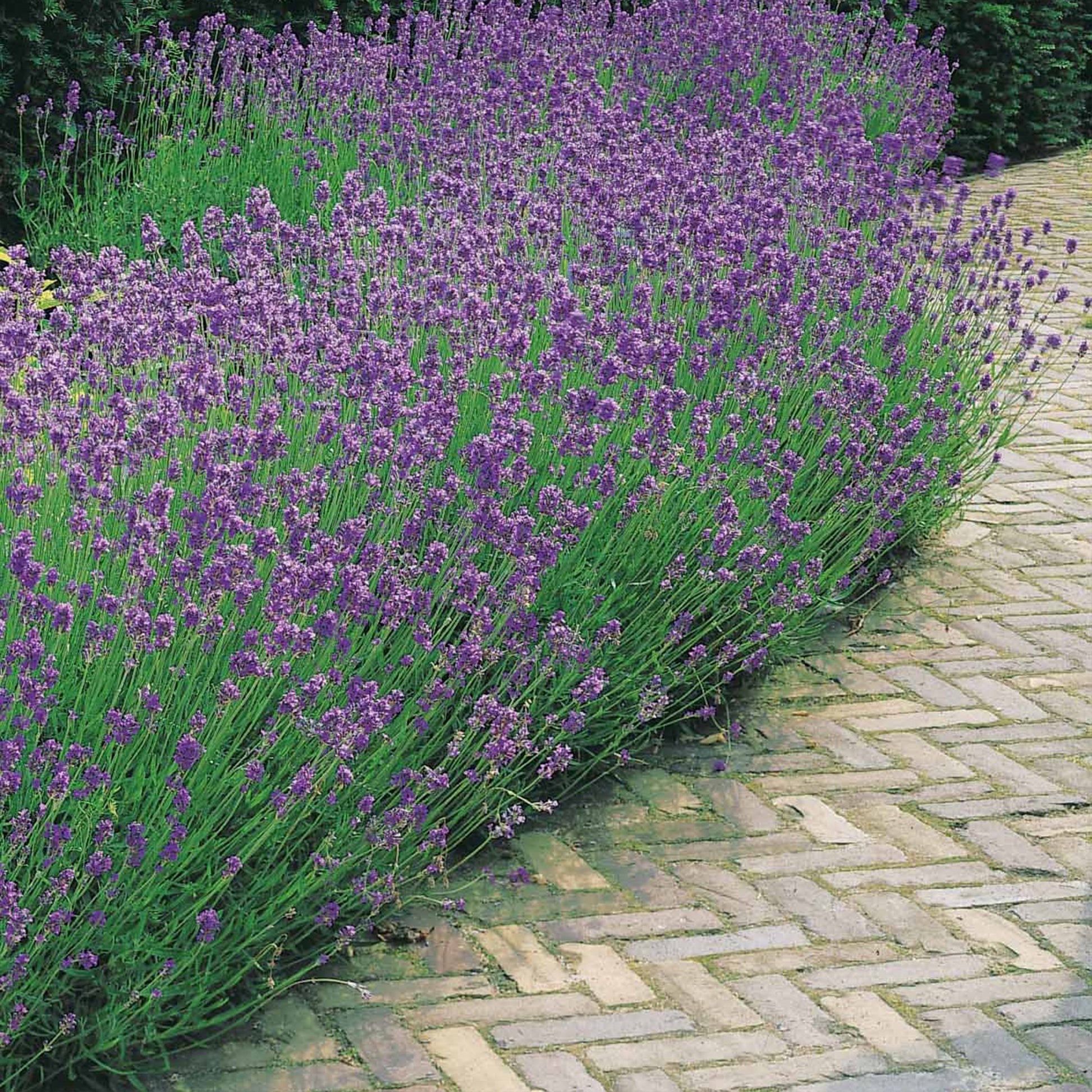 Lavendel - Lavendel blau (x2) - Lavandula angustifolia