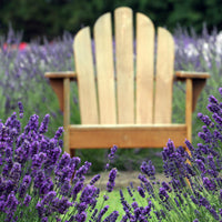 Lavandula angustifolia - Lavendel blau (x2) - Lavendel