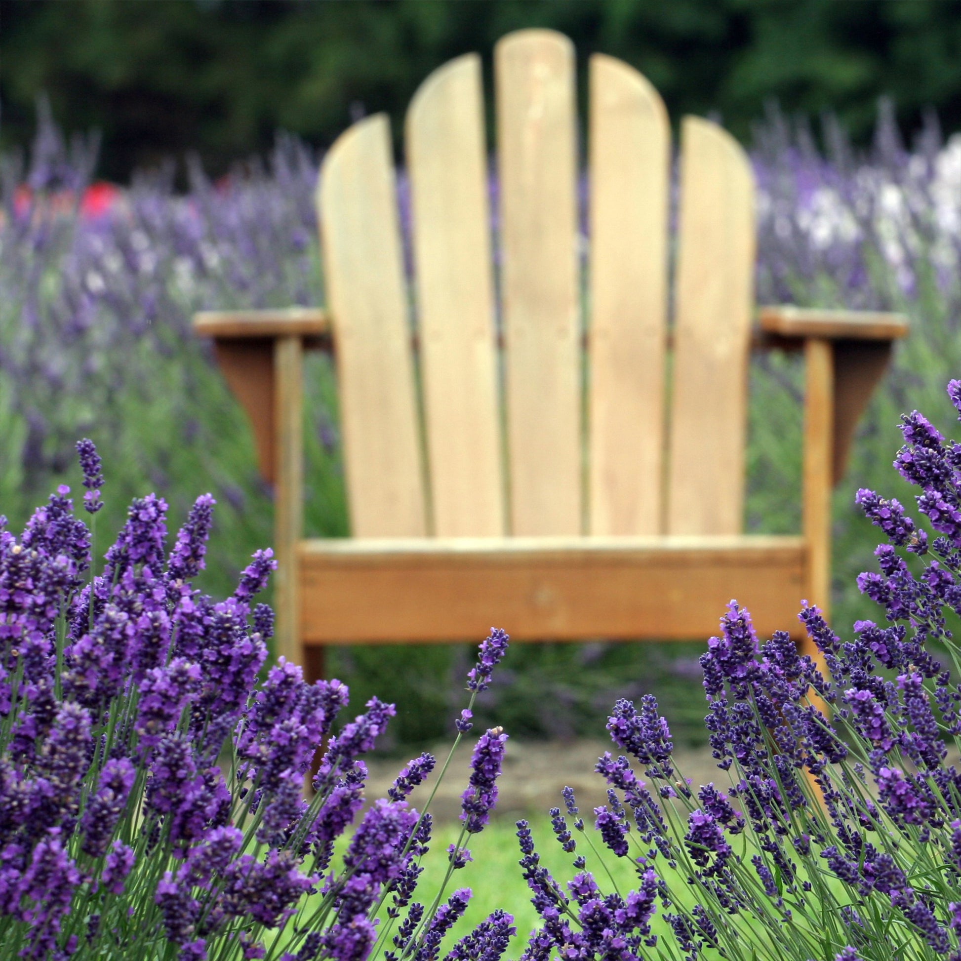 Lavandula angustifolia - Lavendel blau (x2) - Lavendel