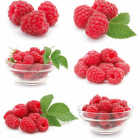 Himbeere Ruby Beauty - Rubus idaeus ruby beauty ® - Bakker