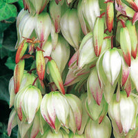 Panaschierte Palmlilie - Yucca filamentosa Bright Edge - Bakker