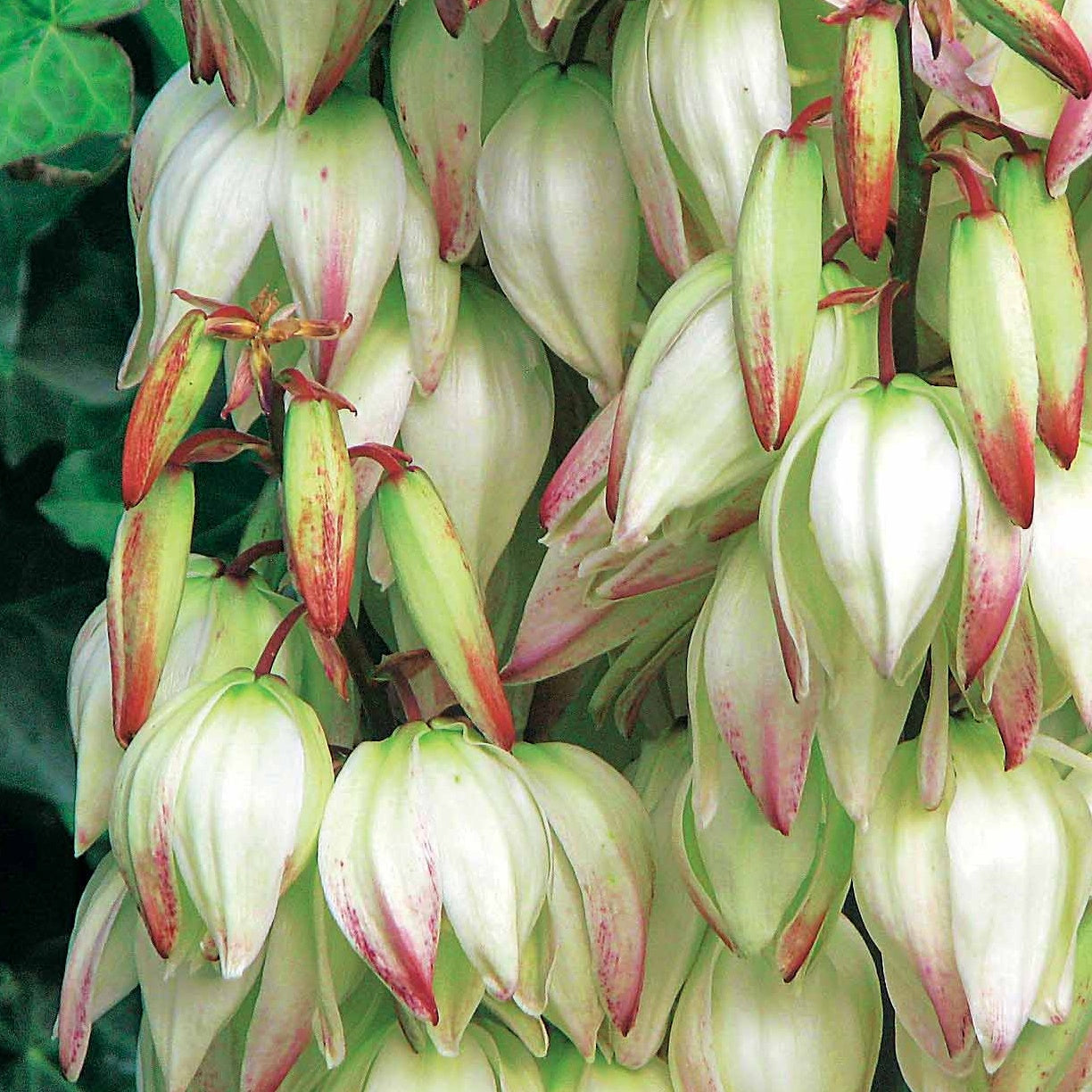 Panaschierte Palmlilie - Yucca filamentosa Bright Edge - Bakker