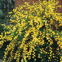 Gefüllter Ranunkelstrauch Pleniflora - Kerria japonica pleniflora - Bakker