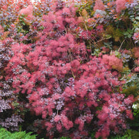 Perückenstrauch Royal Purple - Cotinus coggygria royal purple - Bakker