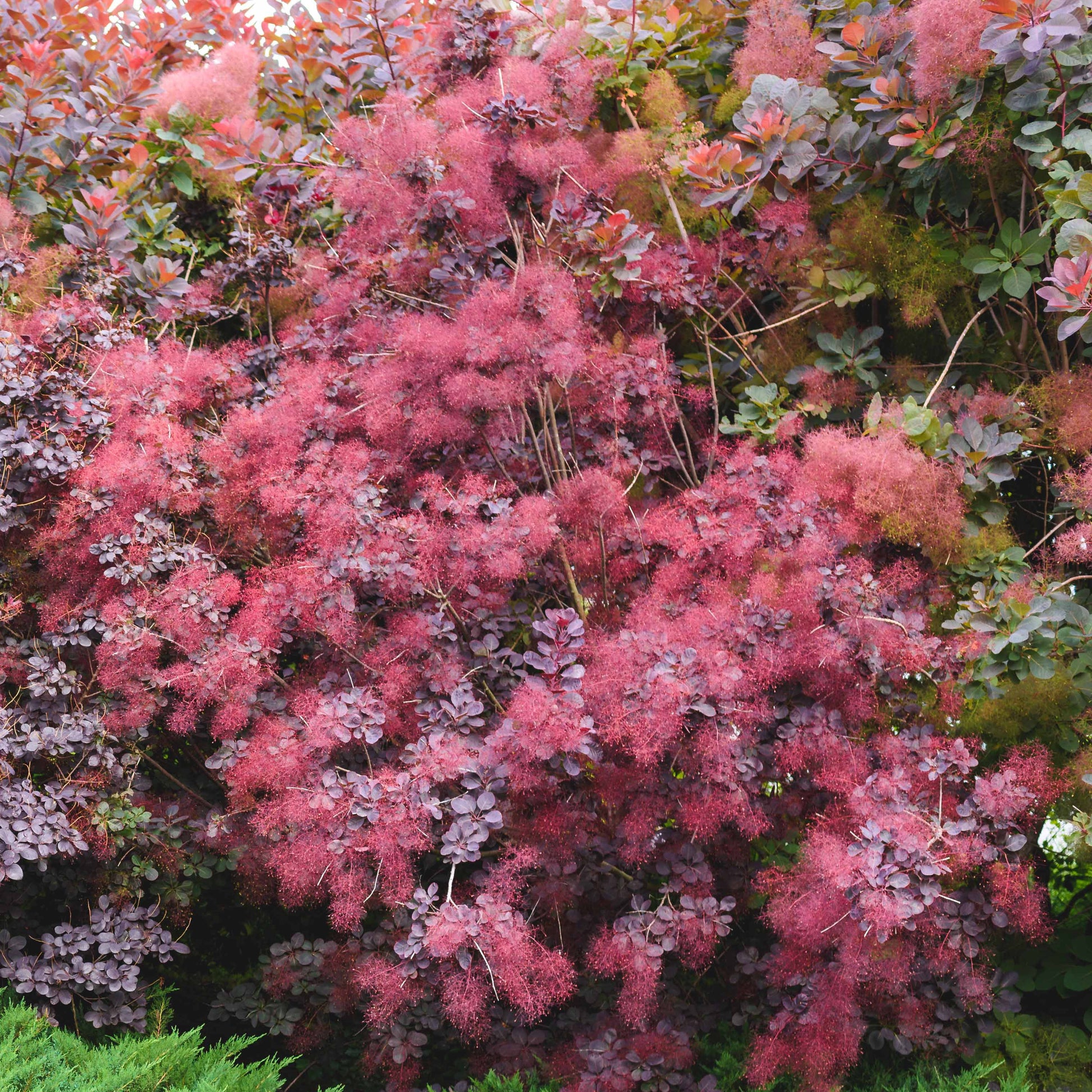 Perückenstrauch Royal Purple - Cotinus coggygria royal purple - Bakker
