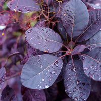 Cotinus coggygria royal purple - Perückenstrauch Royal Purple - Sträucher