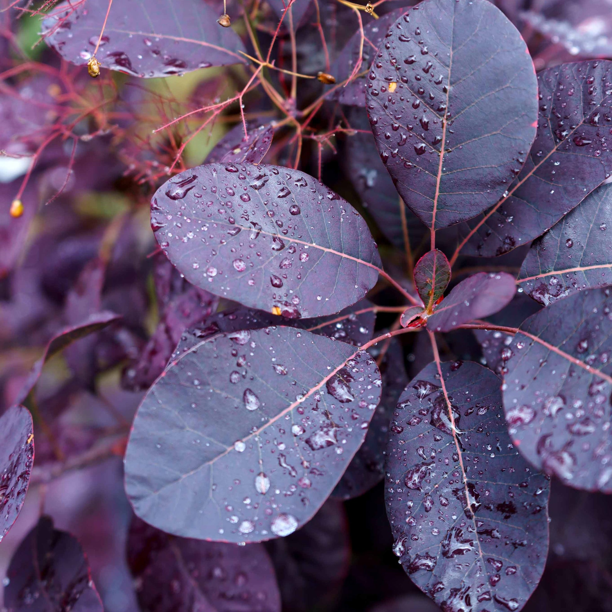 Cotinus coggygria royal purple - Perückenstrauch Royal Purple - Sträucher