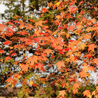 Liquidambar - Amberbaum - Amberbaum - Liquidambar styraciflua