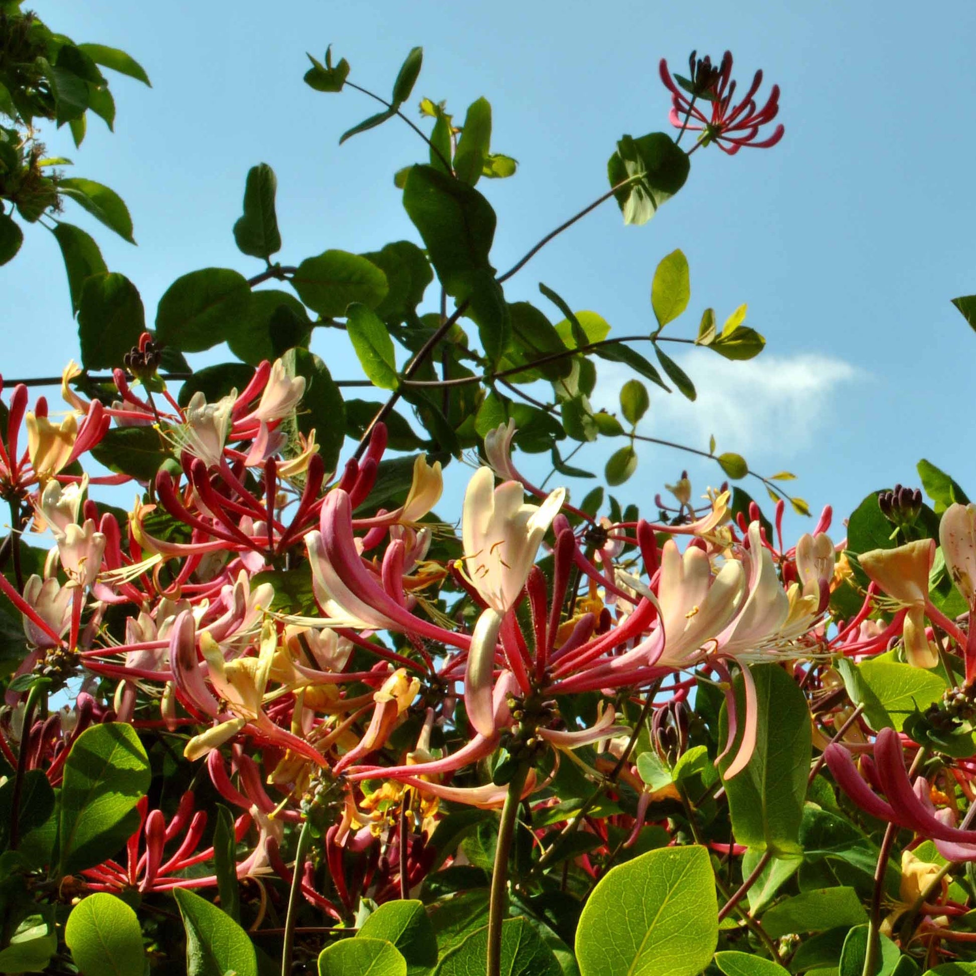 Lonicera periclymenum serotina - Waldgeißblatt Serotina - Kletterheckenblüten