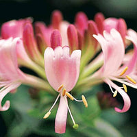 Kletterheckenblüten - Waldgeißblatt Serotina - Lonicera periclymenum serotina