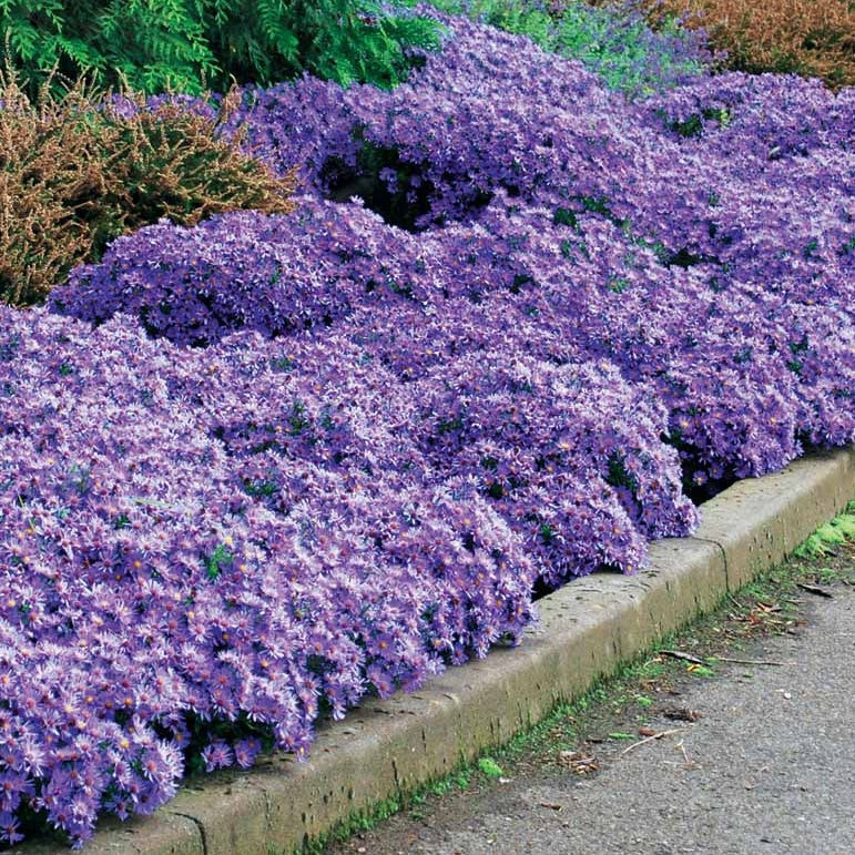 Herbstastern ‘Wood’s Light Blue’ (x3) - Aster wood's light blue - Bakker