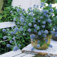Ceanothus - Kalifornischer Flieder - Kriechender Säckelblumenstrauch - Ceanothus thyrsiflorus repens
