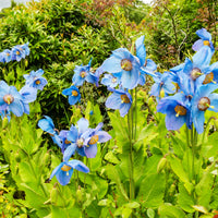 Blauer Tibet-Scheinmohn (x2) - Meconopsis betonicifolia - Bakker