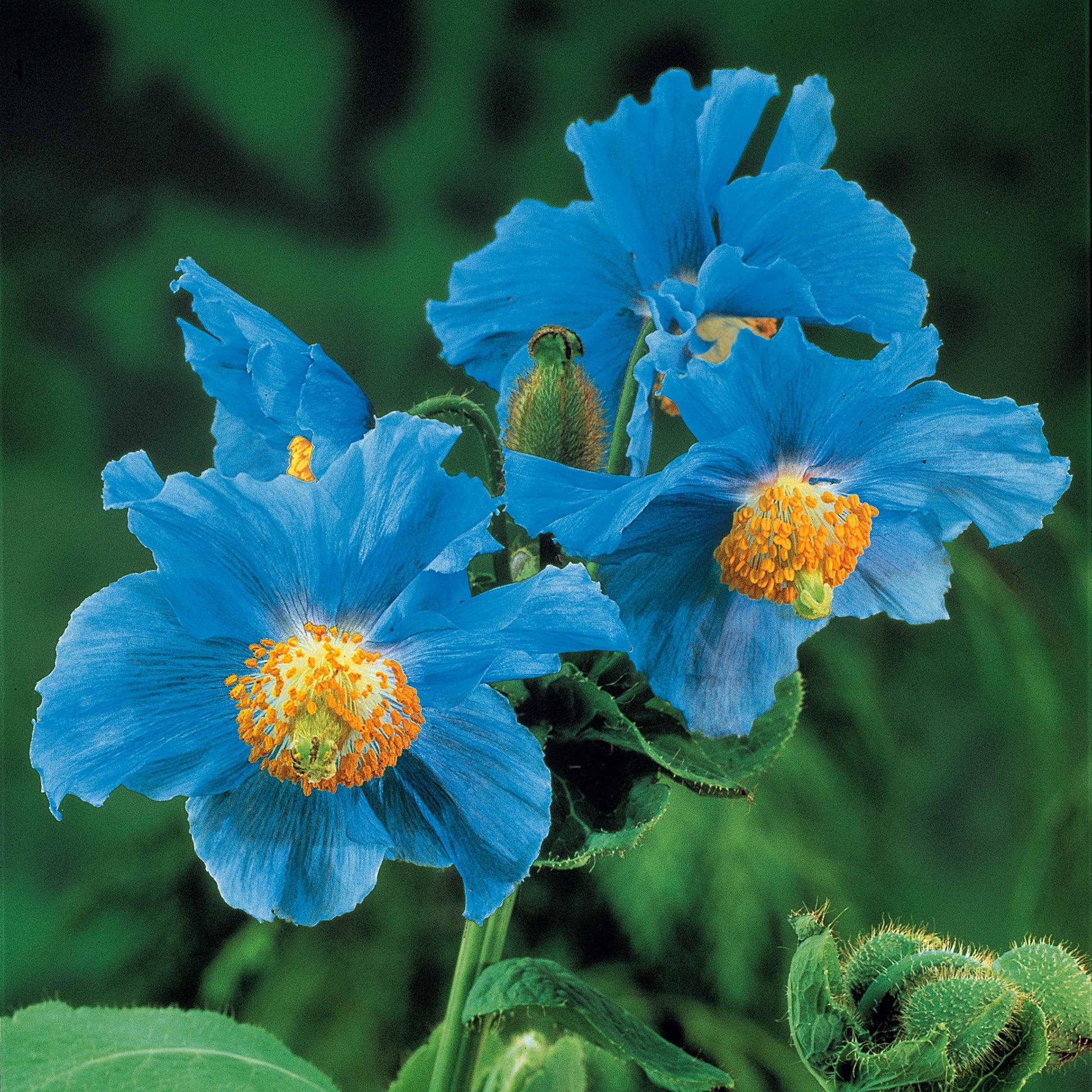 Meconopsis betonicifolia - Blauer Tibet-Scheinmohn (x2) - Blühende Stauden