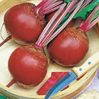 Rote Bete ‘Detroit 5 – Loki’ - Beta vulgaris rouge de détroit 5 race loki(25 g) - Bakker