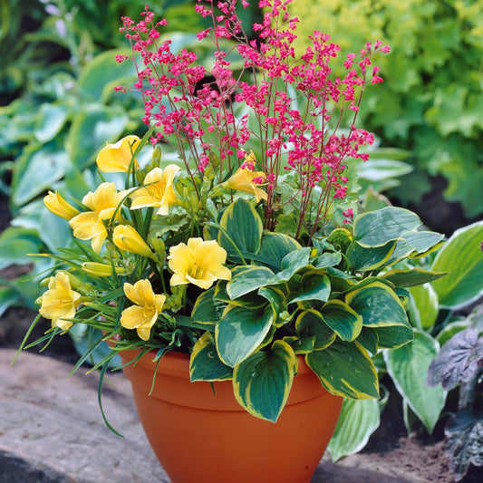 Balkon-Blumen-Set - Bakker