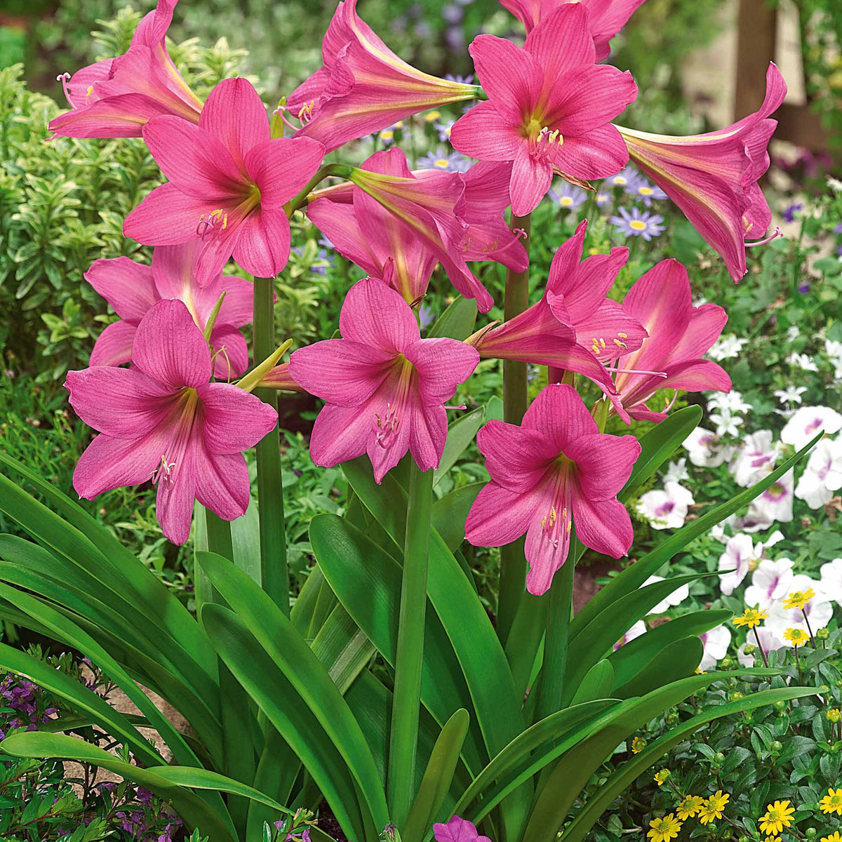 Amaryllis Sweet Sixteen - Bakker