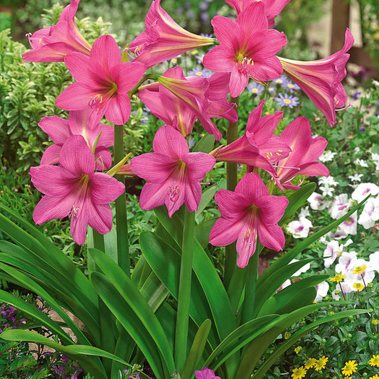 Amaryllis Sweet Sixteen - Bakker