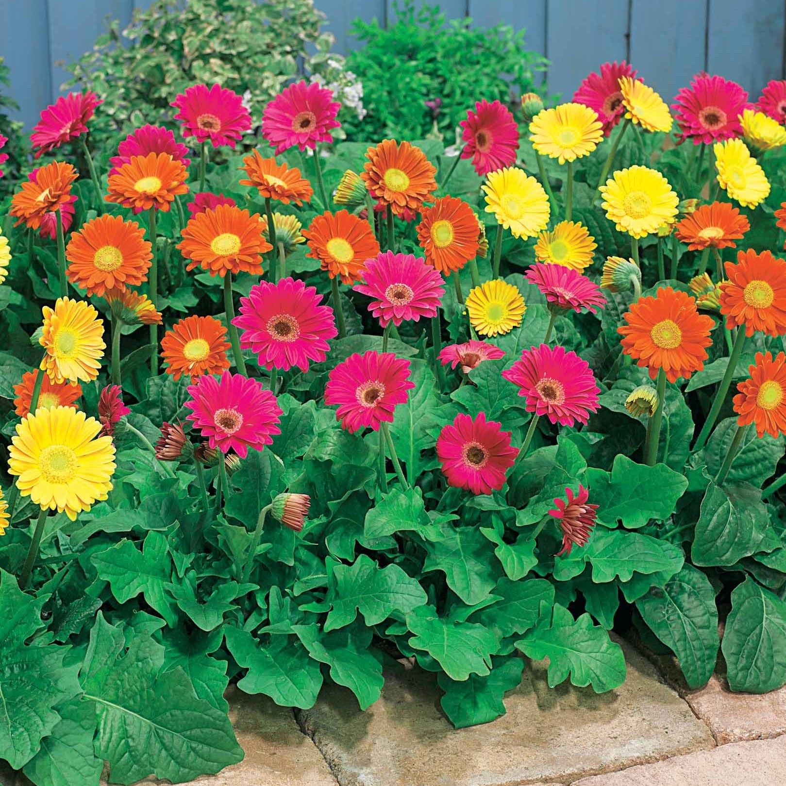 Rote Gerbera Rachel (x2) - Bakker