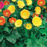 Gelbe Gerbera Viviane (x2) - Garvinea viviane - Bakker