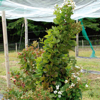 Maulbeerbaum - Brombeere Reuben - Rubus fruticosus reuben®