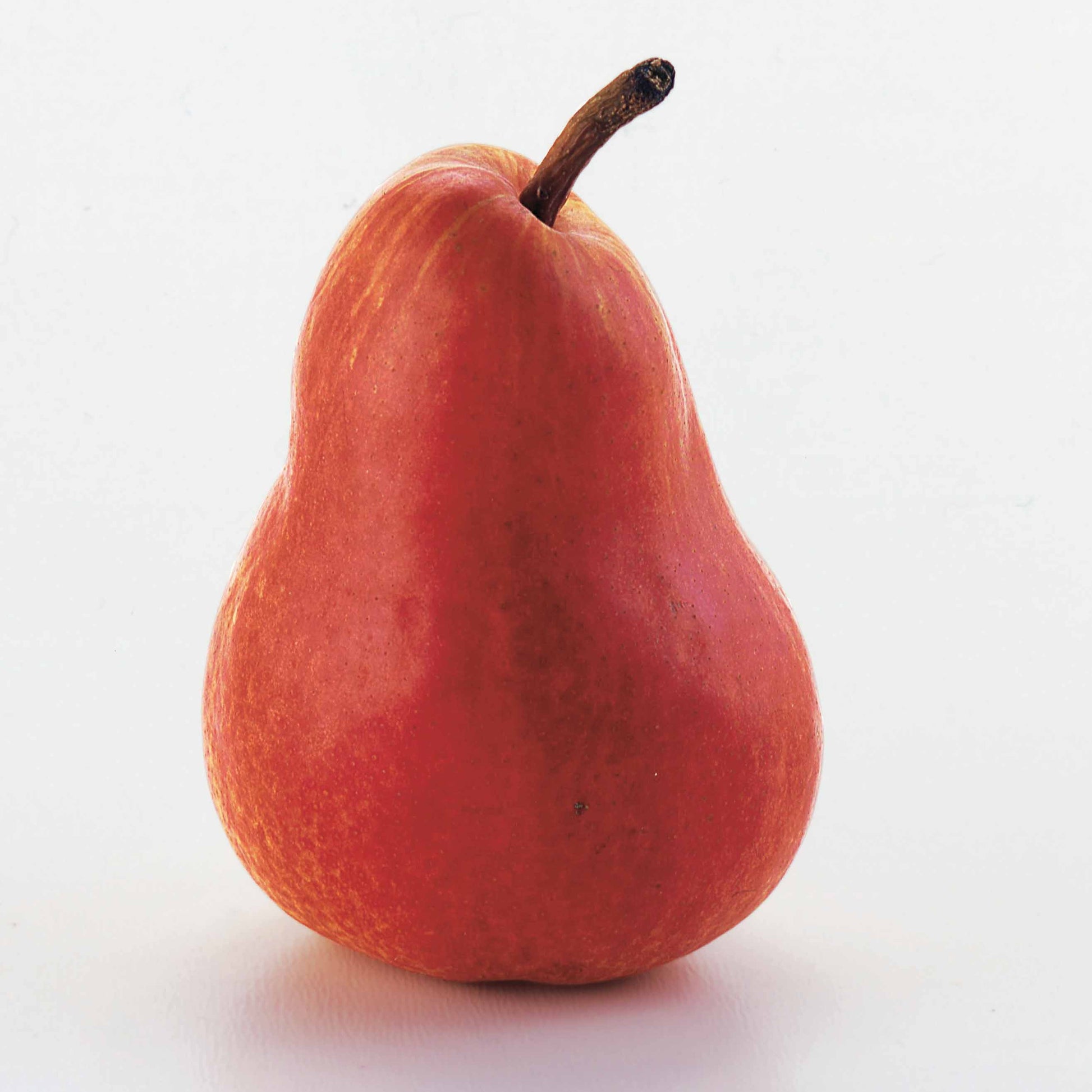 Birnbäume - Birne ‘Williams Rot’ - Pyrus communis William's red