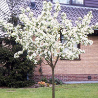 Birne ‘Williams Rot’ - Pyrus communis William's red - Bakker