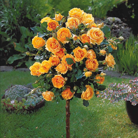 Hochstammrose ‘Sunsilk’ - Bakker