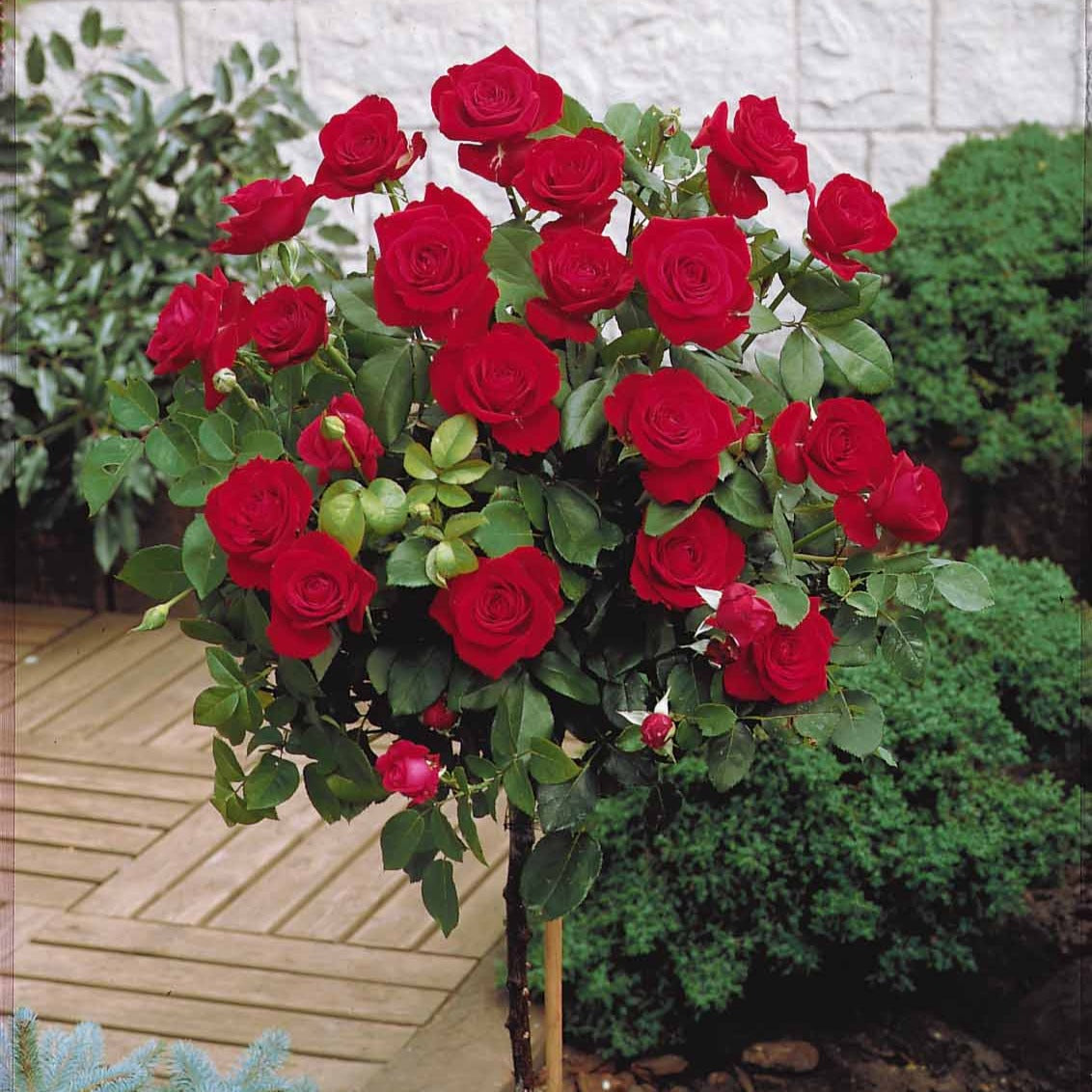 Stammrose ‘Dame de Cœur’ - Rosa dame de coeur - Bakker
