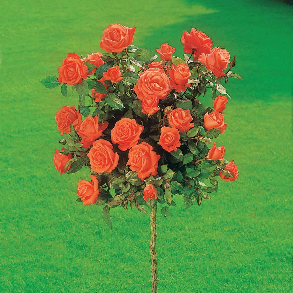 Hochstammrose ‘Ramona’ - Bakker