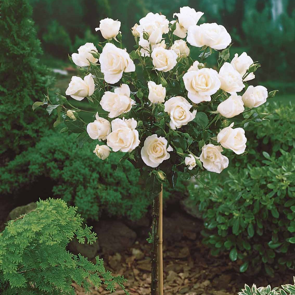 Rosa korbin - Hochstammrose ‘Korbin’ - Stängelrosen