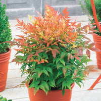 Heiliger Bambus Sunset Boulevard® - Bakker