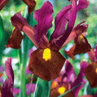Holländische Schwertlilie (x20) - Iris hollandica Red Ember - Bakker