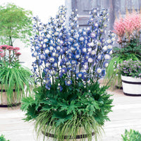 Rittersporn Highlander® Bolero - Delphinium Highlander® Bolero - Bakker