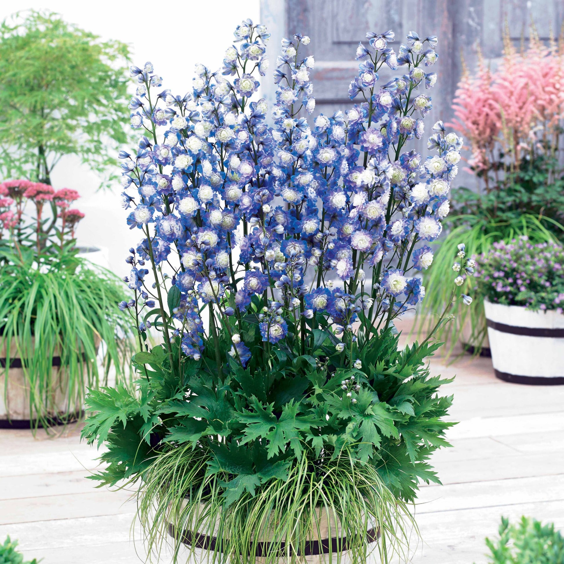 Rittersporn Highlander® Bolero - Delphinium Highlander® Bolero - Bakker