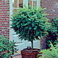 Kugelakazie auf Stamm - Robinia pseudoacacia umbraculifera - Bakker