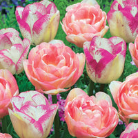 Romantische Tulpen-Kollektion (x20) - Tulipa angélique , double shirley - Bakker