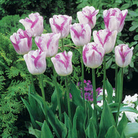 Tulipa angélique , double shirley - Romantische Tulpen-Kollektion (x20) - Tulpen-Zwiebeln