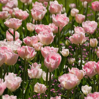 Romantische Tulpen-Kollektion (x20) - Bakker