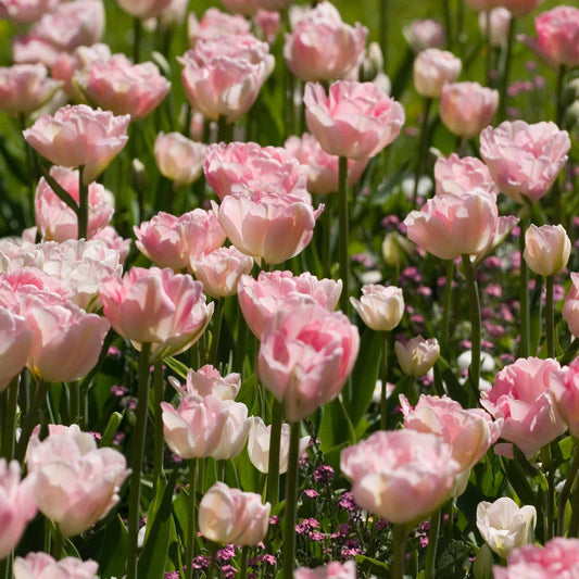 Romantische Tulpen-Kollektion (x20) - Bakker