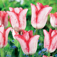 Tulpe ‘Beauty Trend’ (x10) - Bakker
