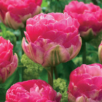 Pfingstrosen-Tulpen rosa Pompon (x10) - Tulipa pink size - Bakker