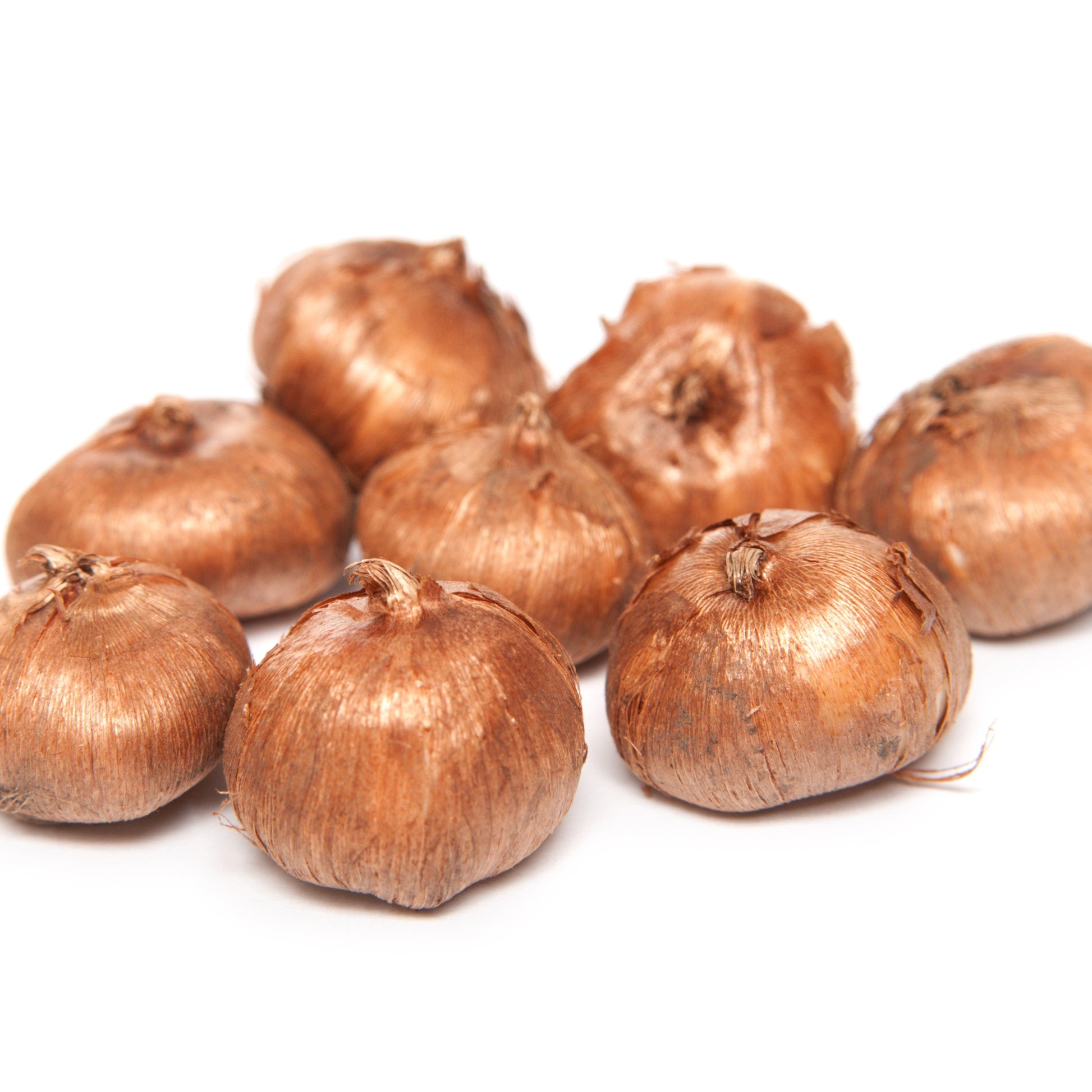 Verkauf Krokusse Gelbe Riesen (x15)