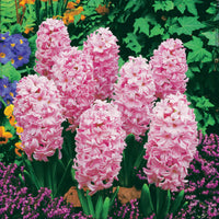 Hyacinthus orientalis - Hyazinthen rosa (x3) - Hyazinthen-Zwiebeln