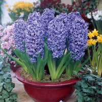 Hyazinthen blau (x3) - Bakker