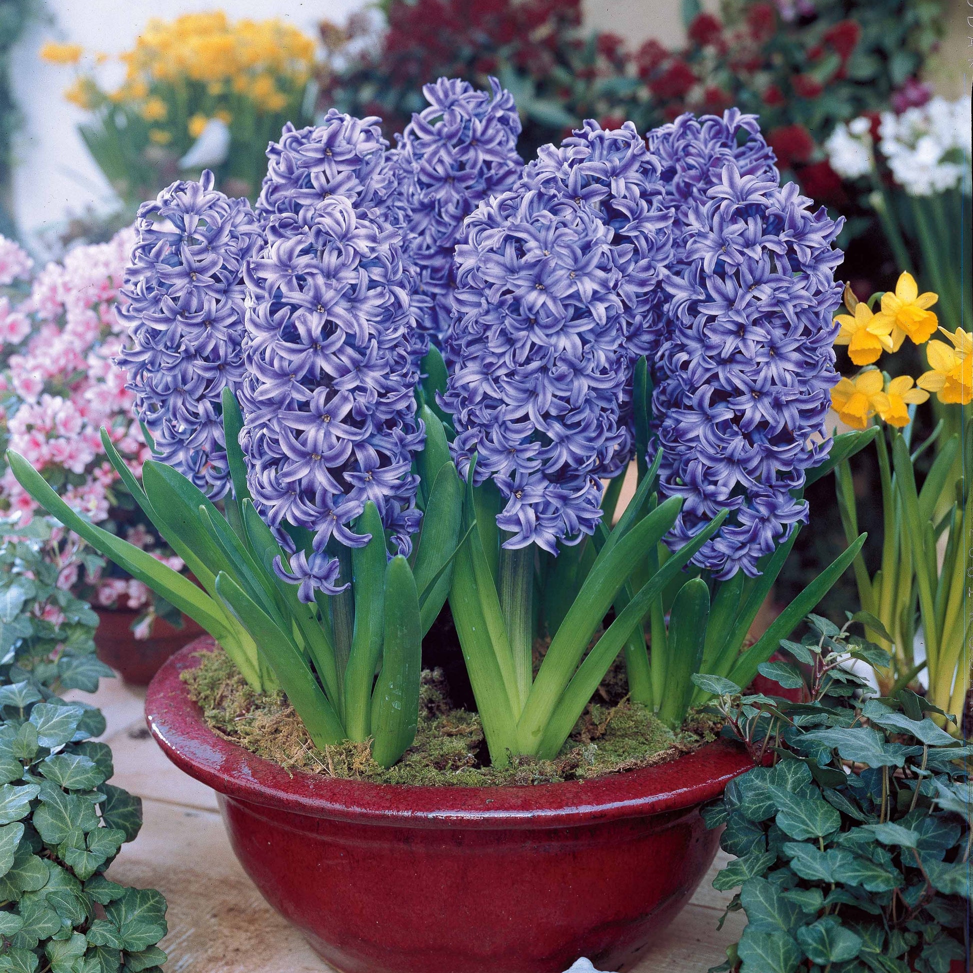Hyazinthen blau (x3) - Bakker
